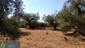 Οικόπεδο 3.300 τ.μ. για πώληση, Μεσσηνία, Μεσσήνη-thumb-5
