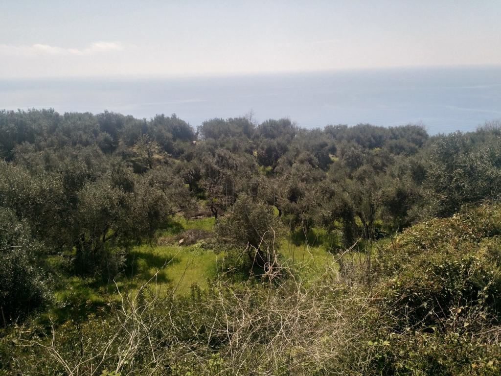 Αγροτεμάχια 7.000 τ.μ. προς πώληση, Βράχος Ζαλόγγου