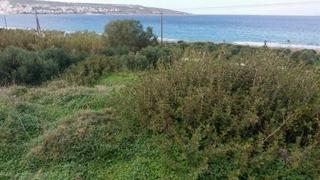 Οικόπεδο 14.000 τ.μ. για πώληση, Ν. Λασιθίου, Σητεία-thumb-9