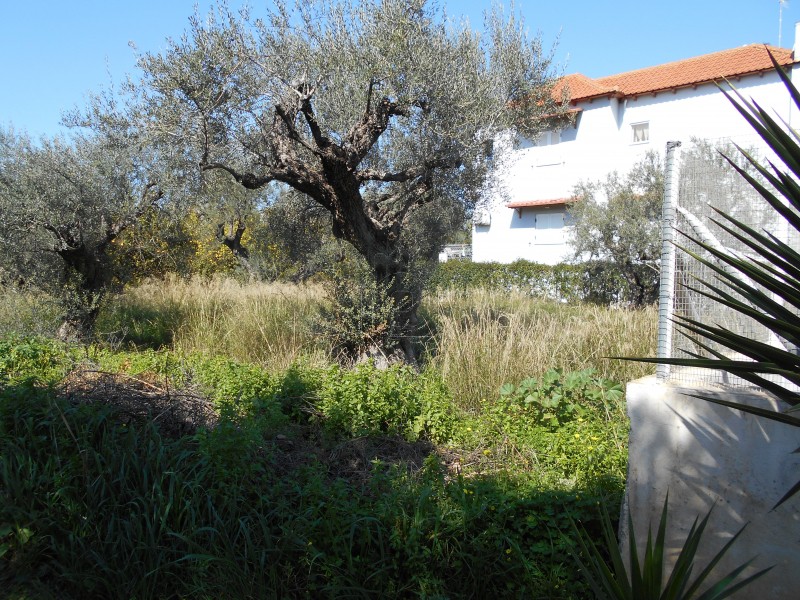 Οικόπεδο 361τ.μ. για πώληση-Αίγιο » Αγία άννα