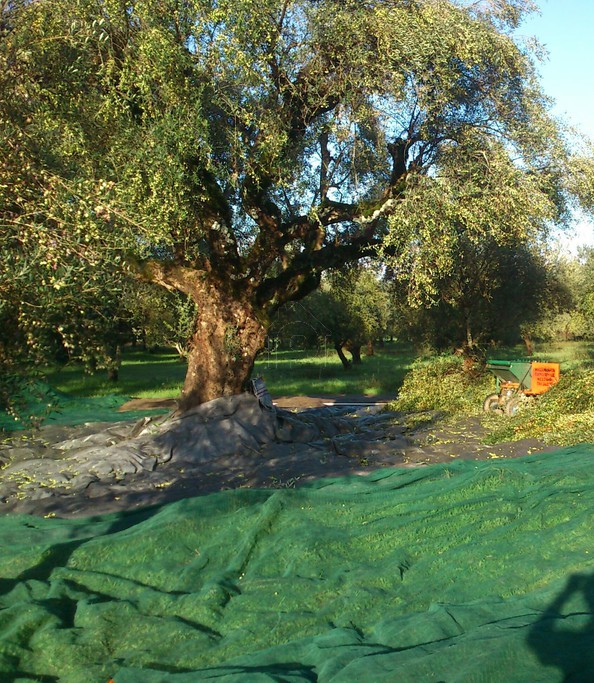 Parcel 11.000 sqm for sale