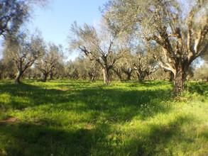 Αγροτεμάχια 11.000 τ.μ. για πώληση, Μεσσηνία, Οιχαλία-thumb-8