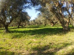 Αγροτεμάχια 11.000 τ.μ. για πώληση, Μεσσηνία, Οιχαλία-thumb-9