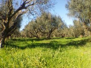 Αγροτεμάχια 11.000 τ.μ. για πώληση, Μεσσηνία, Οιχαλία-thumb-11