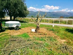 Αγροτεμάχια 11.000 τ.μ. για πώληση, Μεσσηνία, Οιχαλία-thumb-12