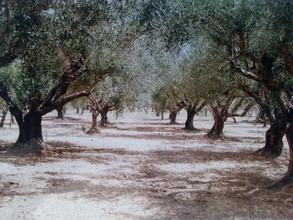 Αγροτεμάχια 11.000 τ.μ. για πώληση, Μεσσηνία, Οιχαλία-thumb-13