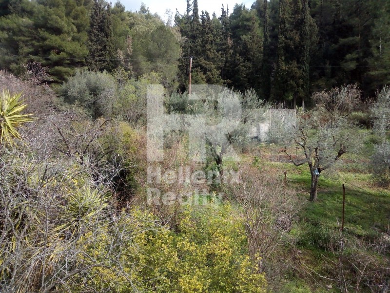 Land plot 8.000sqm for sale-Patra » Kefalovriso