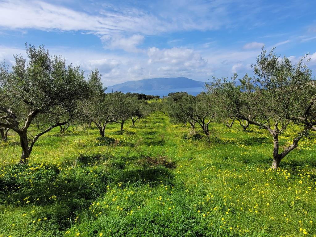 Οικόπεδο 2.074 τ.μ. προς πώληση, Ραβδούχα