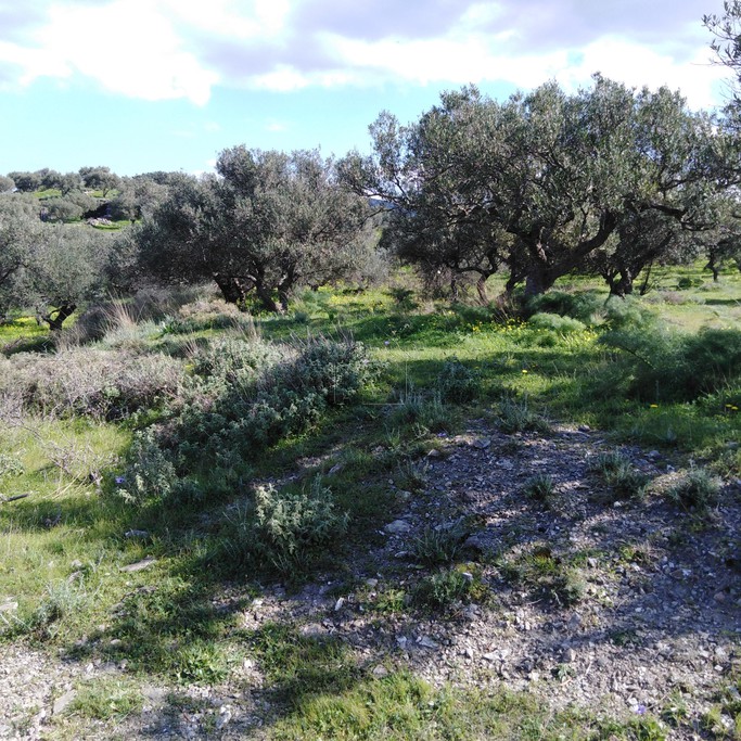 Land plot 1.085 sqm for sale