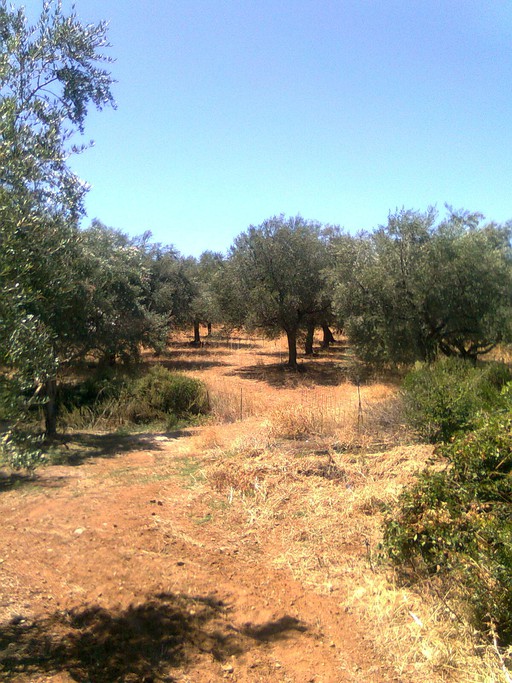 Οικόπεδο 3.000 τ.μ. για πώληση