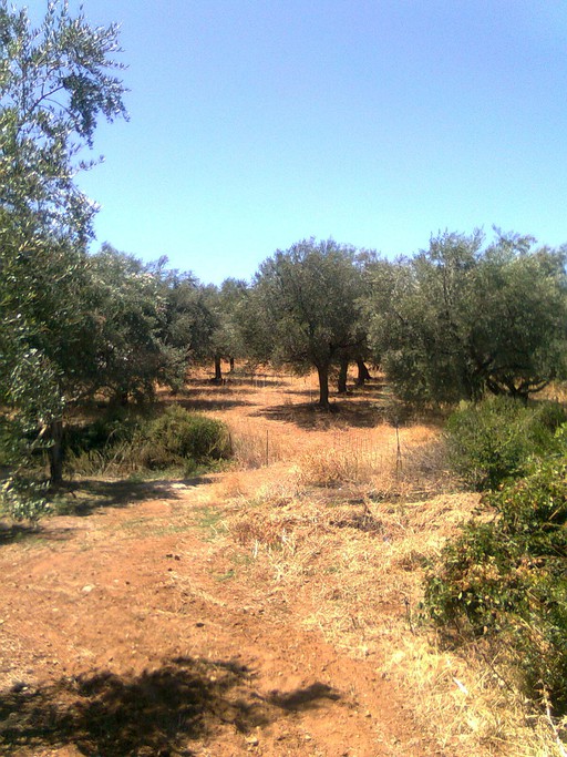 Land plot 3.000 sqm for sale, Achaia, Movri