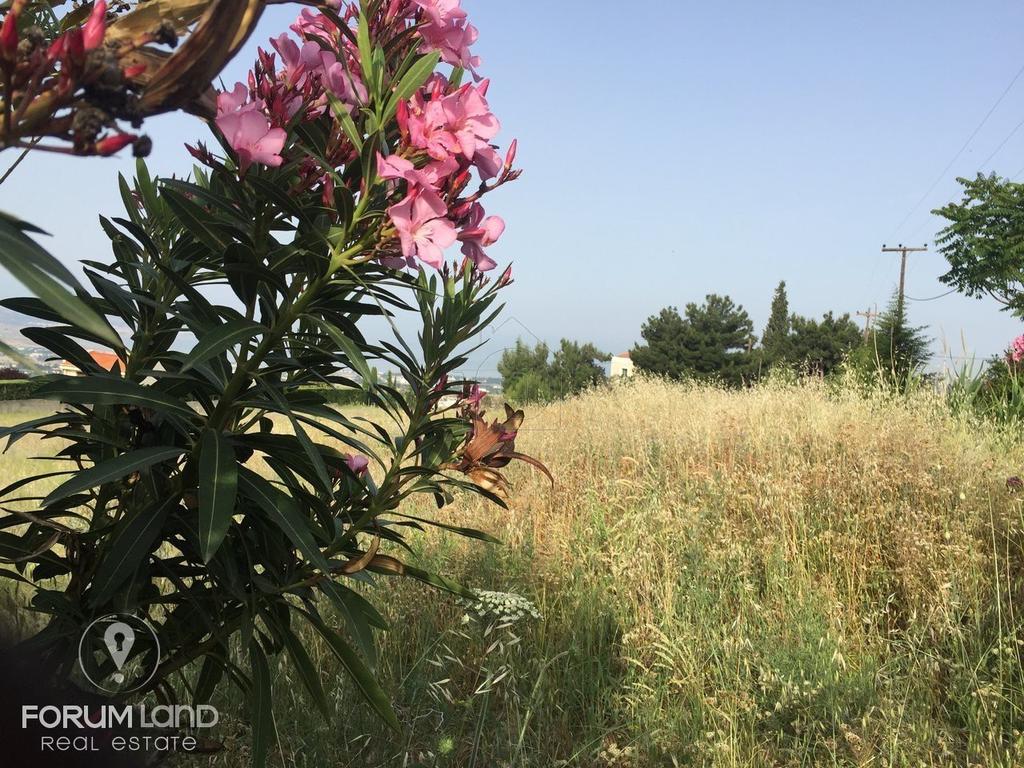 Αγροτεμάχια 7.767 τ.μ. προς πώληση, Κέντρο Πανοράματος