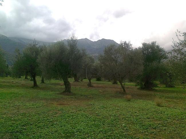 Οικόπεδο 5.600 τ.μ. προς πώληση, Παλαιολόγιο