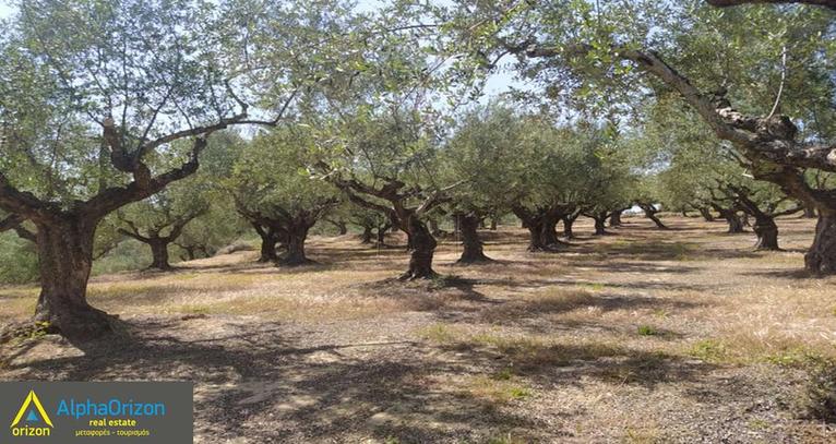 Parcel 18.000 sqm for sale, Messinia, Ithomi