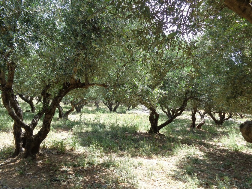 Οικόπεδο 10.002 τ.μ. για πώληση