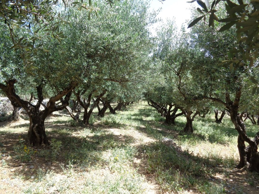 Οικόπεδο 4.300 τ.μ. για πώληση