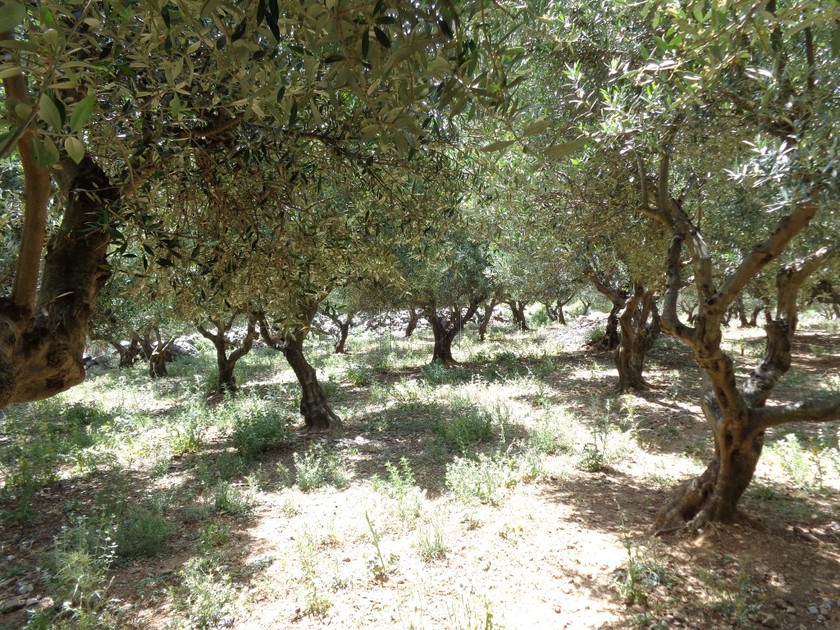 Οικόπεδο 10.000 τ.μ. για πώληση