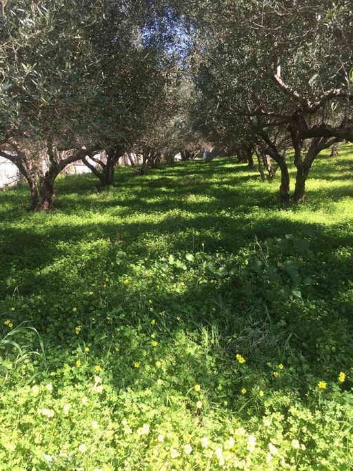 Οικόπεδο 1.150 τ.μ. για πώληση