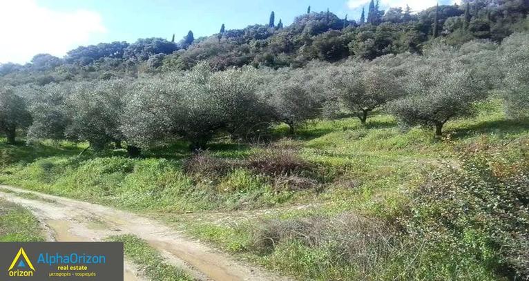 Αγροτεμάχια 60.000 τ.μ. για πώληση, Μεσσηνία, Πύλος