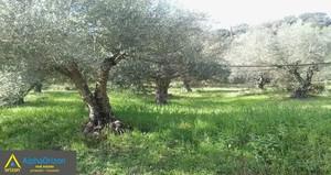 Αγροτεμάχια 60.000 τ.μ. για πώληση, Μεσσηνία, Πύλος-thumb-1