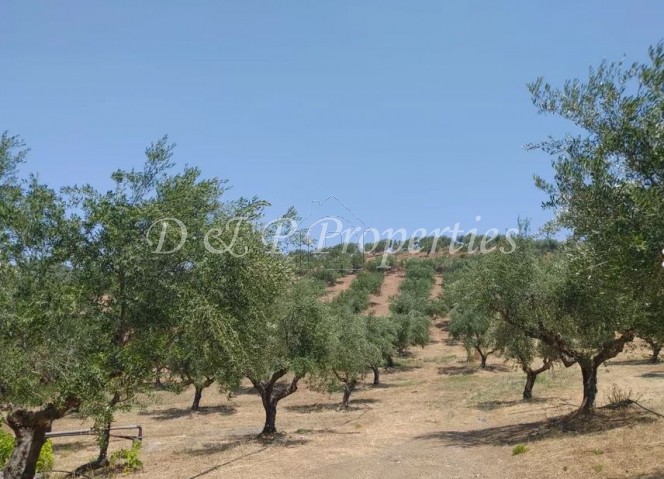 Αγροτεμάχια 38.000 τ.μ. για πώληση