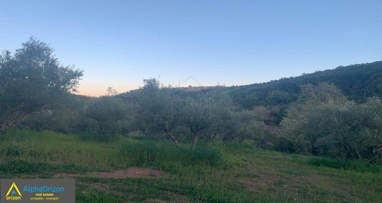 Αγροτεμάχια 19.700 τ.μ. για πώληση, Μεσσηνία, Πεταλίδι