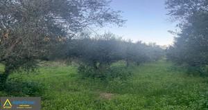 Αγροτεμάχια 19.700 τ.μ. για πώληση, Μεσσηνία, Πεταλίδι-thumb-1