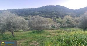 Αγροτεμάχια 19.700 τ.μ. για πώληση, Μεσσηνία, Πεταλίδι-thumb-4