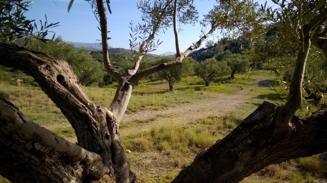 Αγροτεμάχια 5.700τ.μ. για πώληση-Ναύπλιο » Πυργιώτικα