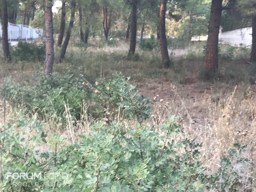 Αγροτεμάχια 1.000 τ.μ. για πώληση