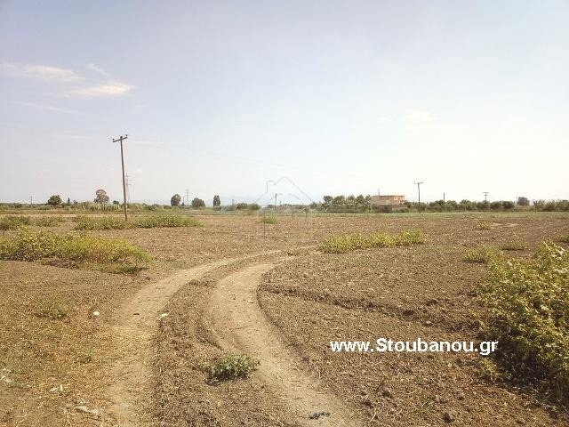 Αγροτεμάχια 17.000 τ.μ. για πώληση, Ν. Ηλείας, Γαστούνη