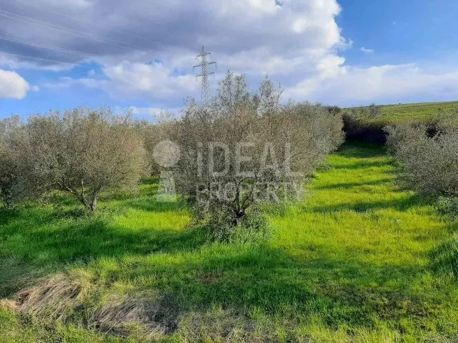 Parcel 2.985 sqm for sale, Ilia, Pineia