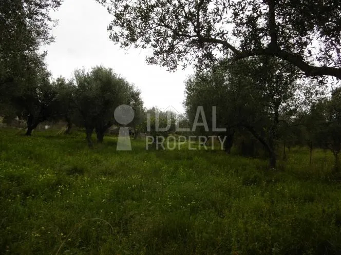 Parcel 1.545 sqm for sale, Achaia, Dytikis Achaias