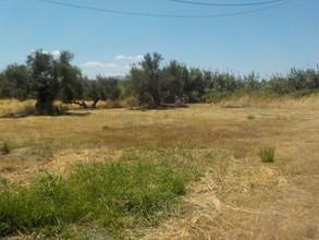 Οικόπεδο 1.000 τ.μ. προς πώληση, Ν. Ηλείας, Ζαχάρω-thumb-4