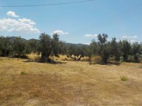 Οικόπεδο 1.000 τ.μ. προς πώληση, Ν. Ηλείας, Ζαχάρω-thumb-6