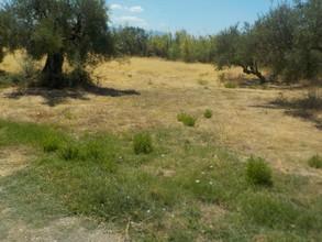 Οικόπεδο 1.000 τ.μ. προς πώληση, Ν. Ηλείας, Ζαχάρω-thumb-8
