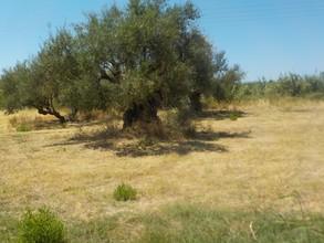 Οικόπεδο 1.000 τ.μ. προς πώληση, Ν. Ηλείας, Ζαχάρω-thumb-9