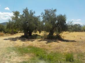 Οικόπεδο 1.000 τ.μ. προς πώληση, Ν. Ηλείας, Ζαχάρω-thumb-10