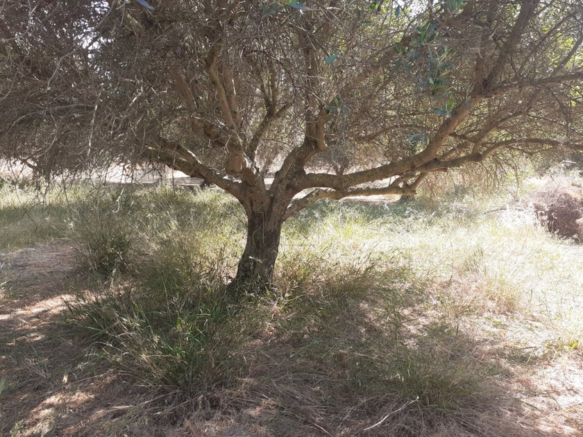 Οικόπεδο 383τ.μ. για πώληση-Γούβες » Ανώπολη