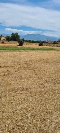 Αγροτεμάχια 6.300 τ.μ. για πώληση, Μεσσηνία, Μεσσήνη