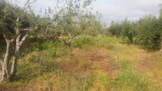 Οικόπεδο 4.000 τ.μ. προς πώληση, Κουρεμένος Ιτάνου-thumb-7