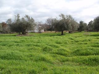 Οικόπεδο 4.778 τ.μ. για πώληση, Αχαΐα, Λάρισσος-thumb-2
