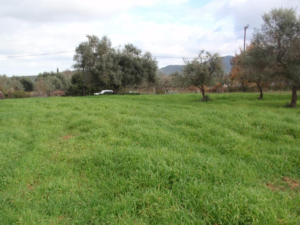 Οικόπεδο 4.778 τ.μ. προς πώληση, Αχαΐα, Λάρισσος