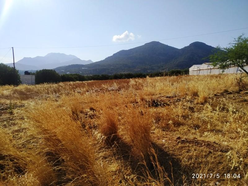 Αγροτεμάχια 4.000 τ.μ. πρός πώληση, Ν. Λασιθίου, Σητεία