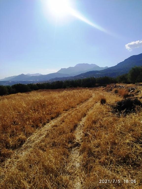 Αγροτεμάχια 4.000 τ.μ. πρός πώληση, Ν. Λασιθίου, Σητεία