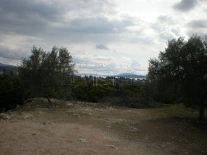 Οικόπεδο 5.300 τ.μ. για πώληση, Αργολίδα, Νέα Τίρυνθα