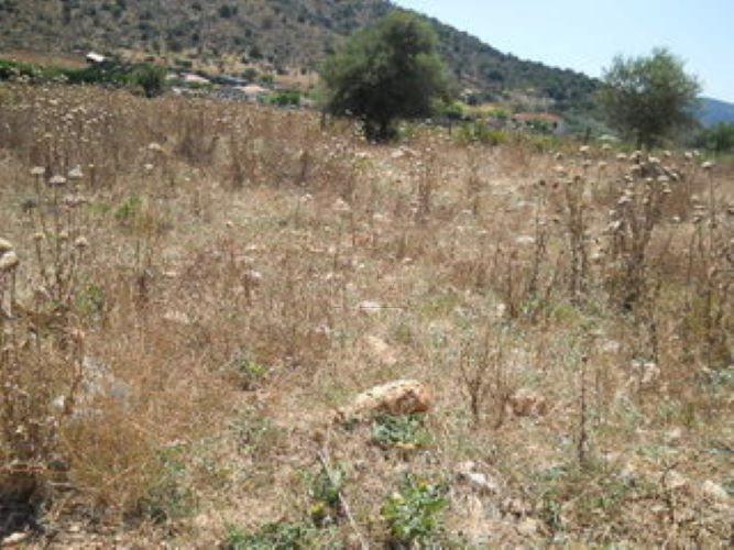 Οικόπεδο 520 τ.μ. προς πώληση, Άγιος Αντώνιος Ασίνης