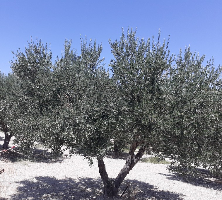 Land plot 3.350 sqm for sale
