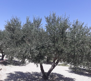 Land plot 3.350sqm for sale-Heraclion Cretes » Marathitis
