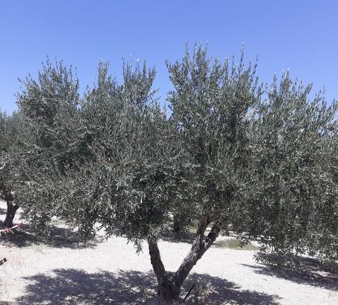 Οικόπεδο 3.350 τ.μ. για πώληση, Ν. Ηρακλείου, Ηράκλειο Κρήτης